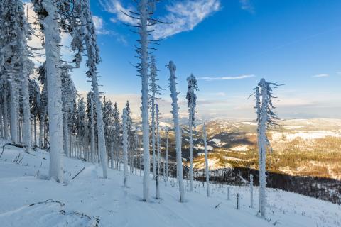 zima-cold-snih-snow-les.jpg Ilustrační foto