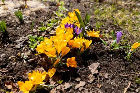 Jarní teploty gradují: Brno atakuje dvacítku, přesto ráno mrzlo