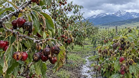 Falešné jaro a mrazy v Montaně připravily sadaře až o 90 % úrody