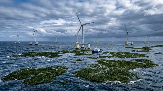 Oceány dramaticky zelenají: Masivní nárůst mořských řas začíná ohrožovat plovoucí větrné elektrárny